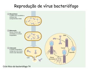Reprodução de vírus bacteriófago Ciclo lítico do bacteriófago T4 . . . 