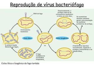 Reprodução de vírus bacteriófago Ciclos lítico e lisogênico do fago lambda . . . . . 
