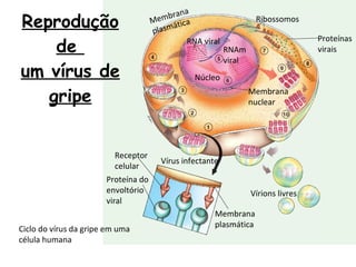 Reprodução de  um vírus de gripe Ciclo do vírus da gripe em uma célula humana Membrana  plasmática Ribossomos Proteínas virais Membrana nuclear Núcleo RNAm viral RNA viral Receptor celular Proteína do envoltório viral Vírus infectante Vírions livres Membrana plasmática 