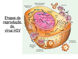 Reprodução do vírus HIV Etapas da reprodução  do  vírus HIV 