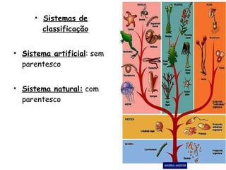 Sistemas de classificação Sistema artificial : sem parentesco Sistema natural:  com parentesco 