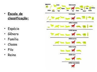 Escala de classificação: Espécie  Gênero Família Classe Filo Reino 