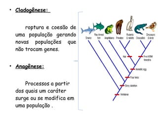 Cladogênese:  roptura e coesão de uma população gerando novas populações que não trocam genes. Anagênese: Processos a partir dos quais um caráter surge ou se modifica em uma população .  