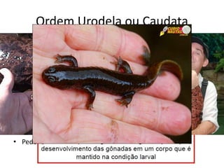Ordem Urodela ou Caudata
• Salamandras;
• Corpo alongado com patas;
• Locomoção por
movimentos ondulares;
• Terrestres e aquáticas:
adulto terrestre com larva
aquática, só terrestre ou só
aquática e cavernícola;
• Tamanhos variados,
habitam principalmente o
hemisfério norte;
• Pedomorfose
 