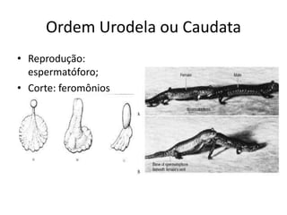 Ordem Urodela ou Caudata
• Reprodução:
espermatóforo;
• Corte: feromônios
 