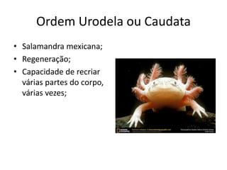 Ordem Urodela ou Caudata
• Salamandra mexicana;
• Regeneração;
• Capacidade de recriar
várias partes do corpo,
várias vezes;
 