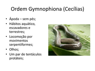 Ordem Gymnophiona (Cecílias)
• Ápoda – sem pés;
• Hábitos aquático,
escavadores e
terrestres;
• Locomoção por
movimentos
serpentiformes;
• Olhos;
• Um par de tentáculos
protáteis;
 