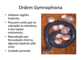 Ordem Gymnophiona
• Habitam regiões
tropicais;
• Possuem anéis que se
sobrepõe às vértebras,
e aos septos
miotomiais;
• Reprodução por
fecundação interna,
algumas espécies põe
ovos;
• Cuidado parental;
 