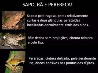 Ordem anura
Vamos começar com a pergunta mais ouvida
ultimamente...
Qual a diferença entre sapo, rã e perereca?
 
