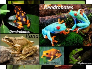 Ordem Anura
• É a ordem mais diversa de anfíbios;
• Variedade de tamanhos, cores, hábitos;
• Mecanismos de defesa;
• Importância ecológica e econômica;
 