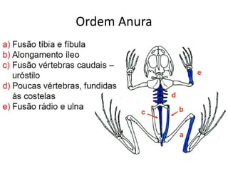 Ordem Anura
• Anura – sem cauda;
• Sapos, rãs e pererecas;
• Alimentação: carnívoros;
• Hábitos: terrestres,
arborícolas, aquáticos,
cavador, bromelícola;
• Locomoção: adaptados
ao salto;
 