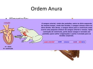 Ordem Anura
• Alimentação;
• Digestão: tubo digestivo
completo e glândulas
anexas;
• Respiração;
• Circulação;
 