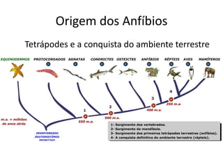 Origem dos Anfíbios
Tetrápodes e a conquista do ambiente terrestre
 