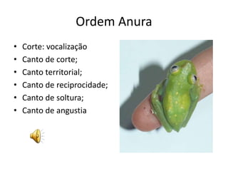 Ordem Anura
• Corte: vocalização
• Canto de corte;
• Canto territorial;
• Canto de reciprocidade;
• Canto de soltura;
• Canto de angustia
 
