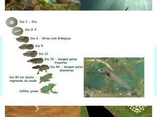 Ordem Anura
• Mais de 29 estratégias
reprodutivas!
• A maioria com fertilização
externa e desenvolvimento
indireto;
• Regiões Tropicais é
contínua;
• Ovos – podem ser postos
diretamente na água, em
plantas ou em ninhos
• Dimorfismo sexual;
• Cuidado parental;
 