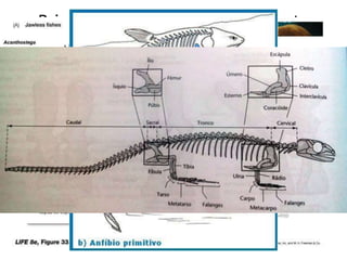 Principais adaptações ao ambiente
terrestre
• Alterações na caixa craniana e maxila – fusão
dos arcos branquiais;
• Pulmões – característica ancestral (bexiga
natatória);
• Membros modificados;
• Apêndices fortes com cintura;
 