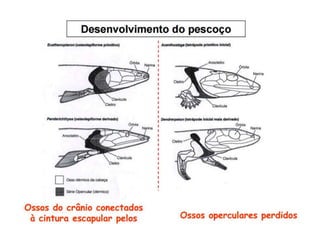 Outras adaptações
• Perda das brânquias;
• Perda das nadadeiras dorsais;
• Pescoço para permitir os movimentos da
cabeça;
• Opérculo formando o tímpano;
• Pálpebras e membranas nictitantes;
• Glândulas orais para facilitar a digestão;
• Membranas embrionárias
 
