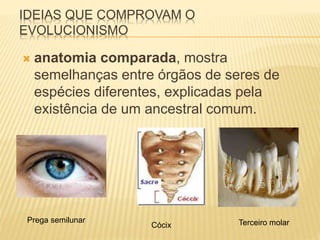 IDEIAS QUE COMPROVAM O 
EVOLUCIONISMO 
 anatomia comparada, mostra 
semelhanças entre órgãos de seres de 
espécies diferentes, explicadas pela 
existência de um ancestral comum. 
Prega semilunar 
Cócix Terceiro molar 
 