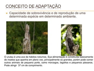 CONCEITO DE ADAPTAÇÃO 
 Capacidade de sobrevivência e de reprodução de uma 
determinada espécie em determinado ambiente. 
O urutau é uma ave de hábitos noturnos. Sua alimentação é constituída basicamente 
de insetos que apanha em pleno voo, principalmente os grandes, porém pode comer 
outros animais de pequeno porte, como morcegos, lagartos e pequenos pássaros. 
Pode atingir 37 cm de comprimento. 
 