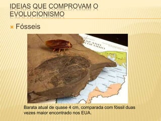 IDEIAS QUE COMPROVAM O 
EVOLUCIONISMO 
 Fósseis 
Barata atual de quase 4 cm, comparada com fóssil duas 
vezes maior encontrado nos EUA. 
 
