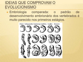 IDEIAS QUE COMPROVAM O 
EVOLUCIONISMO 
 Embriologia comparada: o padrão de 
desenvolvimento embrionário dos vertebrados é 
muito parecido nos primeiros estágios. 
 