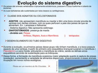  Os peixes são animais vertebrados e tipicamente ectotérmicos, possuem o corpo fusiforme e coberto de
escamas.
 As suas barbatanas são sustentadas por raios ósseos ou cartilaginosos.
 CLASSE DOS AGNATOS OU CICLOSTOMADOS
 AGNTOS: não apresentam mandíbula ou maxilar e têm uma boca circular provida de
ventosa com dentes córneos, com os quais perfuram a pele dos peixes de que se
alimentam. Ex:. Lampreias e feiticeiras
- Sistema digestivo: Não apresenta estômago.
 GNATOSTOMADOS: presença de maxila
- dividido em: Peixes
Anfíbios, Répteis, Aves e Mamíferos } tetrápodos
DESENVOLVIMENTO DO TUBO DIGESTIVO
 Durante a evolução, os primeiros peixes desse grupo não tinham mandíbula, e a boca possuía
aspecto de uma ventosa. A partir do primeiro arco esquelético branquial surgiram a mandíbula (
Placodermi) e o arco hioide, articulando a mandíbula ao crânio, sendo os demais arcos
esqueléticos servindo de sustentação para as brânquias.
 Dessa forma, a formação da mandíbula ocasionou maior adaptação quanto à captura de presas
(predação), aumentando a variedade de alimentos disponíveis, proporcionando a esses animais
ocupação em novos nichos ecológicos.

Evolução do sistema digestivo
Pikaia ser um membro do filo Chordata.
 