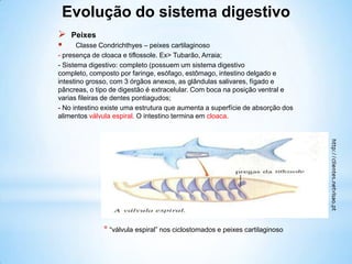 * “válvula espiral” nos ciclostomados e peixes cartilaginoso
 Peixes
 Classe Condrichthyes – peixes cartilaginoso
- presença de cloaca e tiflossole. Ex> Tubarão, Arraia;
- Sistema digestivo: completo (possuem um sistema digestivo
completo, composto por faringe, esófago, estômago, intestino delgado e
intestino grosso, com 3 órgãos anexos, as glândulas salivares, fígado e
pâncreas, o tipo de digestão é extracelular. Com boca na posição ventral e
varias fileiras de dentes pontiagudos;
- No intestino existe uma estrutura que aumenta a superfície de absorção dos
alimentos válvula espiral. O intestino termina em cloaca.
Evolução do sistema digestivo
 