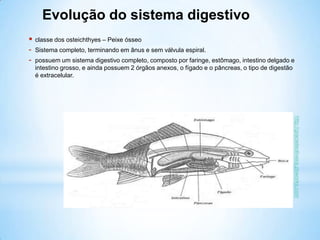 *http://clientes.netvis
ao.pt
 classe dos osteichthyes – Peixe ósseo
- Sistema completo, terminando em ânus e sem válvula espiral.
- possuem um sistema digestivo completo, composto por faringe, estômago, intestino delgado e
intestino grosso, e ainda possuem 2 órgãos anexos, o fígado e o pâncreas, o tipo de digestão
é extracelular.
Evolução do sistema digestivo
http://gracieteoliveira.pbworks.com
 