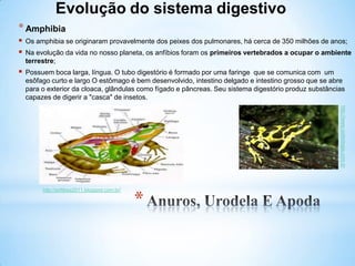 *
*Amphibia
 Os amphibia se originaram provavelmente dos peixes dos pulmonares, há cerca de 350 milhões de anos;
 Na evolução da vida no nosso planeta, os anfíbios foram os primeiros vertebrados a ocupar o ambiente
terrestre;
 Possuem boca larga, língua. O tubo digestório é formado por uma faringe que se comunica com um
esôfago curto e largo O estômago é bem desenvolvido, intestino delgado e intestino grosso que se abre
para o exterior da cloaca, glândulas como fígado e pâncreas. Seu sistema digestório produz substâncias
capazes de digerir a "casca" de insetos.
http://www.sobiologia.com.br
http://anfibios2011.blogspot.com.br/
 