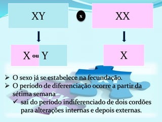XXXY
XX ou Y
x
 O sexo já se estabelece na fecundação.
 O período de diferenciação ocorre a partir da
sétima semana
 sai do período indiferenciado de dois cordões
para alterações internas e depois externas.
 