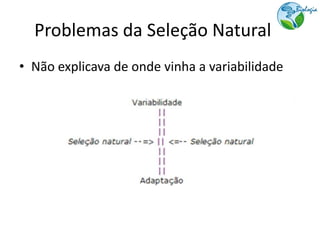 Problemas da Seleção Natural
• Não explicava de onde vinha a variabilidade
 