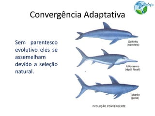 Convergência Adaptativa

Sem parentesco
evolutivo eles se
assemelham
devido a seleção
natural.
 