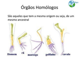 Órgãos Homólogos
São aqueles que tem a mesma origem ou seja, de um
mesmo ancestral
 