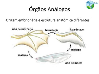 Órgãos Análogos
Origem embrionária e estrutura anatômica diferentes
 