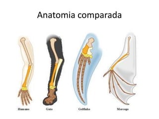 Anatomia comparada
 