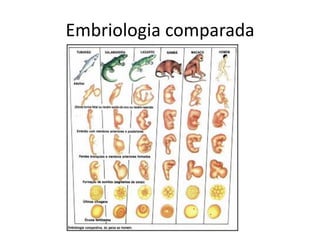 Embriologia comparada
 