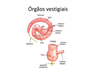 Órgãos vestigiais
 