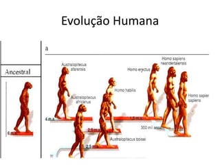 Evolução Humana
 