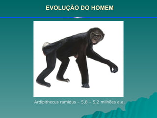 EVOLUÇÃO DO HOMEM Ardipithecus ramidus – 5,8 – 5,2 milhões a.a. 