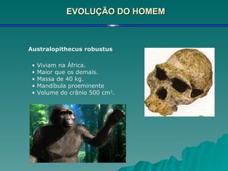 EVOLUÇÃO DO HOMEM Australopithecus robustus   Viviam na África. Maior que os demais. Massa de 40 kg. Mandíbula proeminente Volume do crânio 500 cm 3 . 