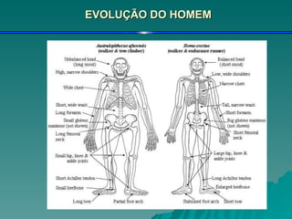 EVOLUÇÃO DO HOMEM 