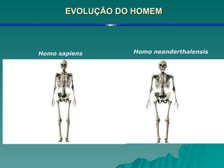 EVOLUÇÃO DO HOMEM Homo sapiens Homo neanderthalensis 