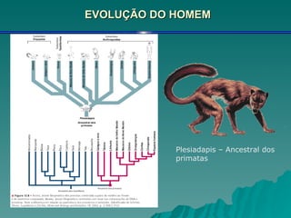 EVOLUÇÃO DO HOMEM Plesiadapis – Ancestral dos primatas 