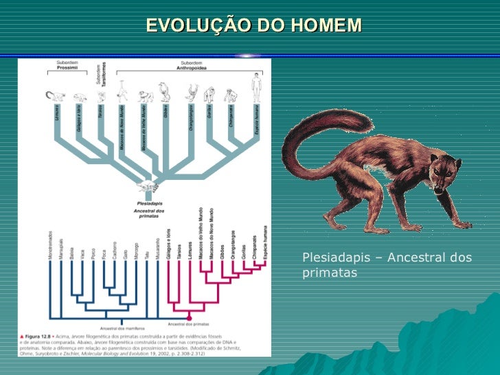 Ordem Cronológica Dos Ancestrais Do Ser Humano