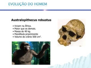 Australopithecus robustus
•   Viviam na África.
•   Maior que os demais.
•   Massa de 40 kg.
•   Mandíbula proeminente
•   Volume do crânio 500 cm3.
 