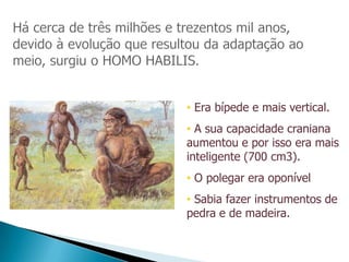 • Era bípede e mais vertical.
• A sua capacidade craniana
aumentou e por isso era mais
inteligente (700 cm3).
• O polegar era oponível
• Sabia fazer instrumentos de
pedra e de madeira.
 