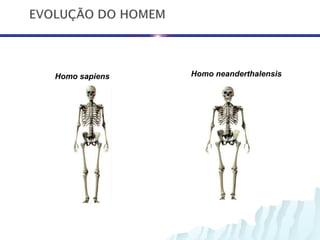 Homo sapiens   Homo neanderthalensis
 
