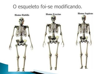 Homo Erectus   Homo Sapiens
Homo Habilis
 