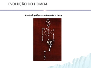 Australopithecus afarensis - Lucy
 