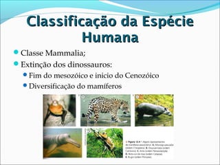 Classificação da Espécie
Humana
Classe Mammalia;
Extinção dos dinossauros:
Fim do mesozóico e inicio do Cenozóico
Diversificação do mamíferos

 